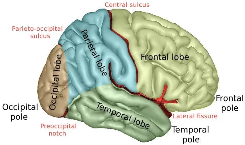 The lateral surface of the cerebrum, 4 lobes are shown [