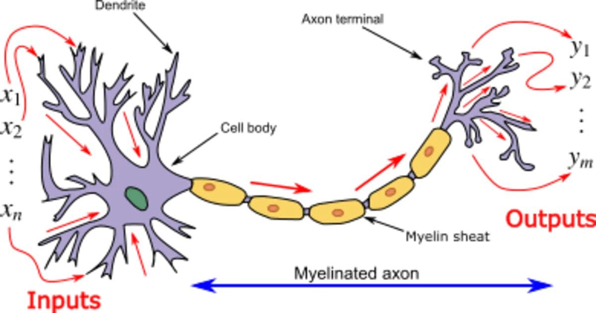 An artificial neuron is a mathematical function conceived as a model of biological neurons [